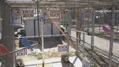 3D Bird Reconstruction: a Dataset, Model, and Shape Recovery from a Single View featured image